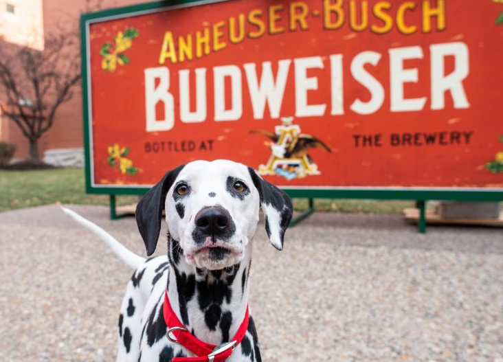 Budweiser dalmatian