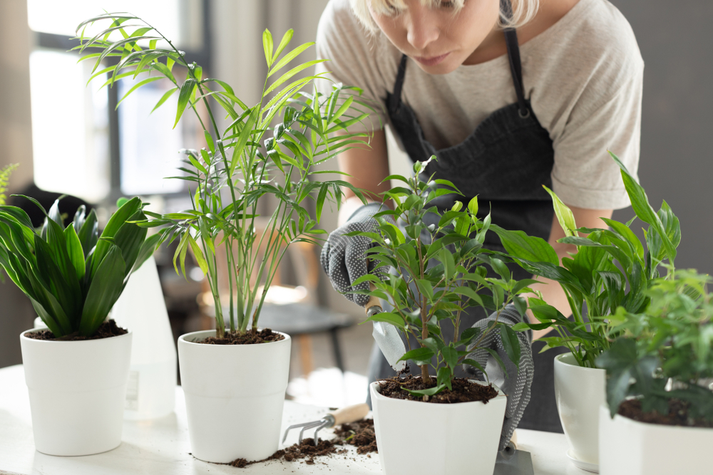 Shutterstock_1444590080 Portrait of concentrated woman using special tools to help different plants be healthy and fresh. Gorgeous lady digging dirt under young green tropical sprout. Gardening concept