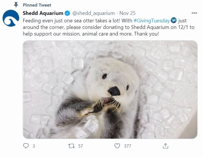 Shedd Aquarium social media nonprofit givingtuesday